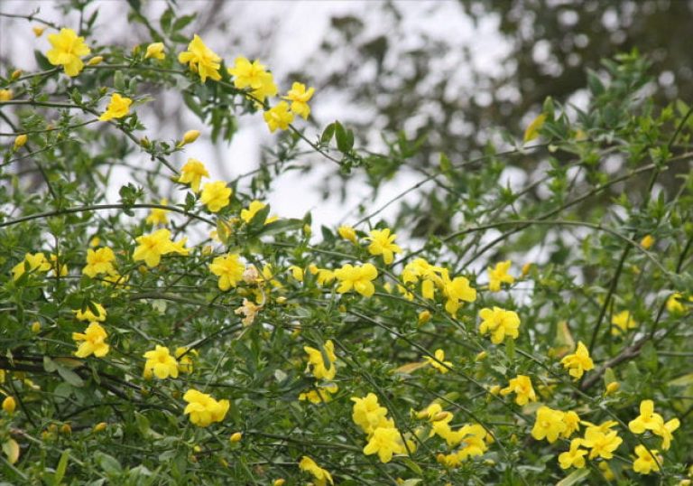 1519056376Primrose-jasmine-Jasminum-mesneyi-detail-flowering-650.jpg