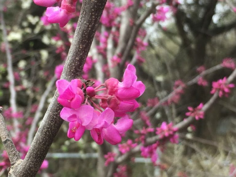 1520452808Redbud-oklahoma-Cercis-canadensis-var-texana-oklahoma-detail-flowering-March-2018-650.jpg