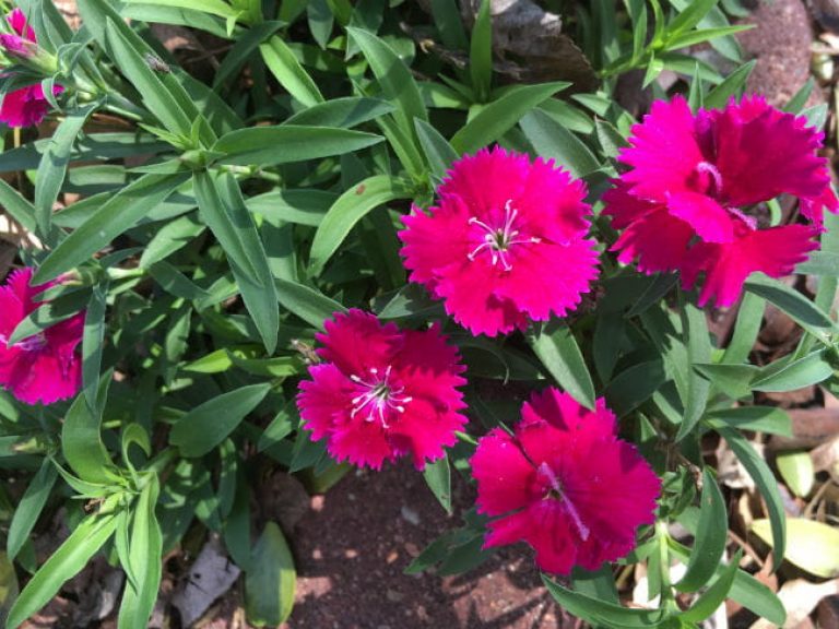 1520880273Sweet-william-Dianthus-barbatus-detail-flowering.jpg