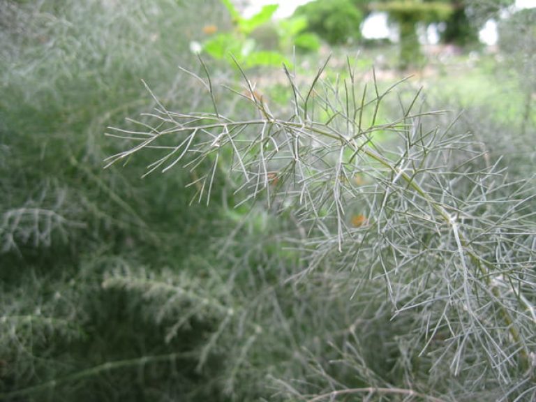 1521042988Fennel-Foeniculum-vulgare-detail-bronze-leaf.jpg