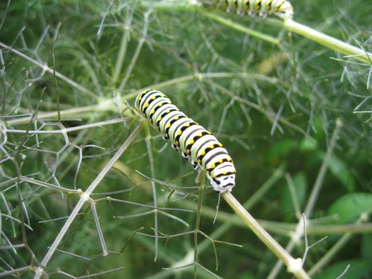 1521043008Fennel-Foeniculum-vulgare-detail-caterpillar.jpg