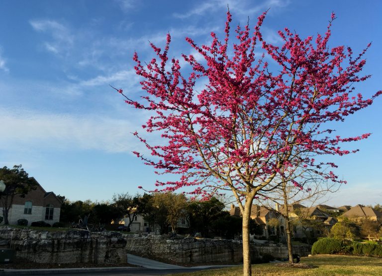 1521204448oklahoma-redbud-cercis-canadensis-form.jpg