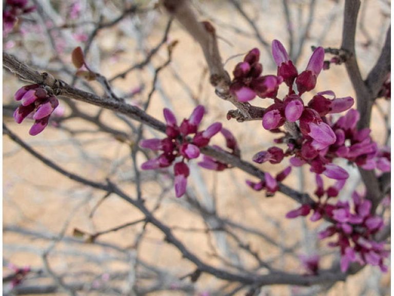 1521205272Redbud-Mexican-Cercis-canadensis-var-mexicana-detail-flowering-stephanie-brundage-unrestricted.jpg