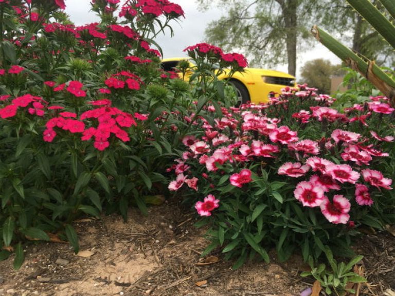 1522154138Dianthus-spp-form-Austin-March-2018-bradwier.jpg