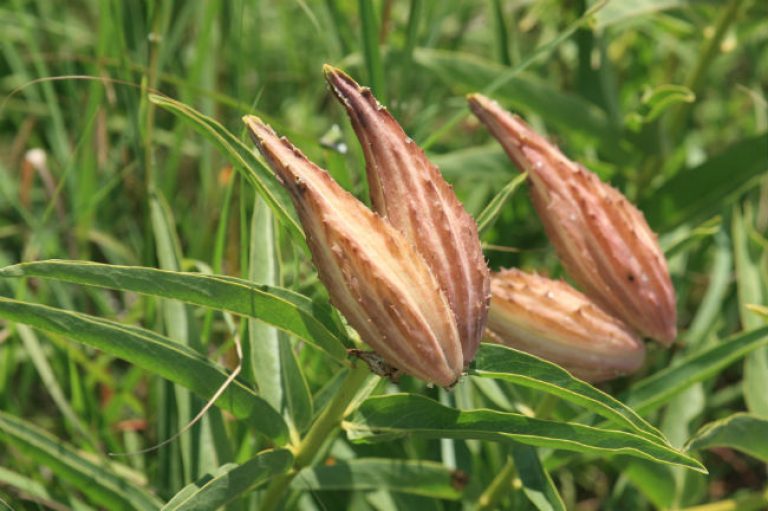 1527597524Milkweed-antelope-horn-Asclepias-asperula-detail-seed-pod.jpg