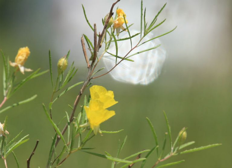 1527626442Sundrops-Calylophus-berlandieri-detail-flowering-brad-wier-650.jpg