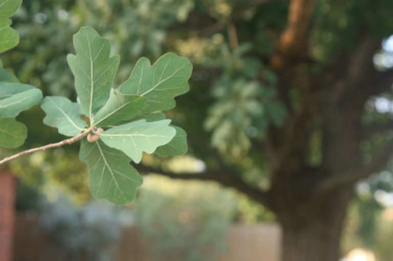 1527626952oak-lacey-quercus-laceyi-detail-leaf-september.jpg