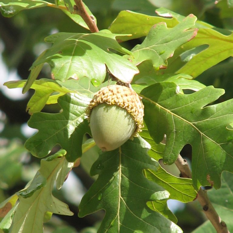 1527627315bur-oak-quercus-macrocarpa-detail.jpg