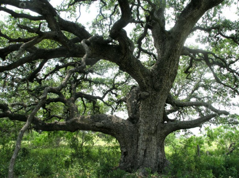 1527627788Live-Oak-Quercus-virginiana-form7.jpg