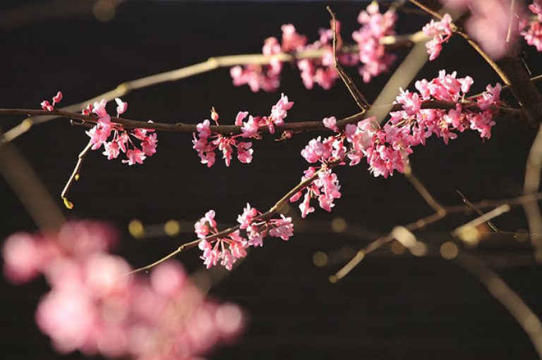 1528806126Redbud-Texas-Cercis-canadensis-texana-detail-flowering-eric-pohl.jpg