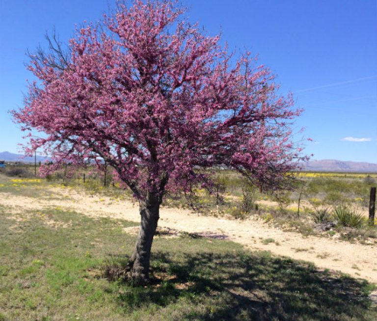 1528806135redbud-cercis-canadensis-var-texana-form-brad-wier.jpg