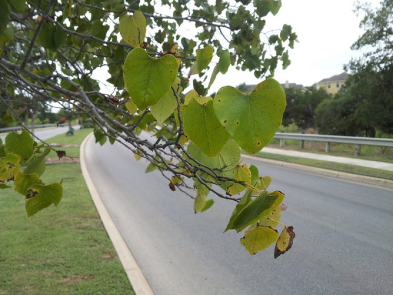 1528806149redbud-cercis-texana-oklahoma-20120914-detail.jpg