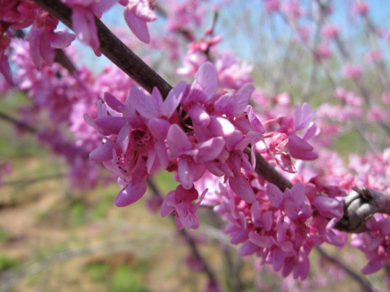 1528806169Redbud-cercis-canadensis-detail.jpg