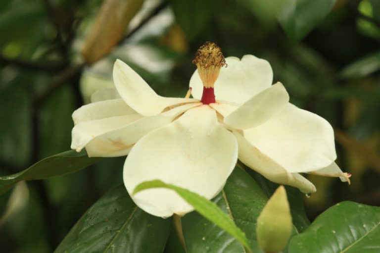 1528923436Magnolia-Magnolia-grandiflora-detail-flower-650.jpg