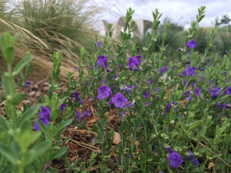 1529529724Wrights-skullcap-Sculleteria-wrightii-form-Confluence-Park-6-2018-650.jpg