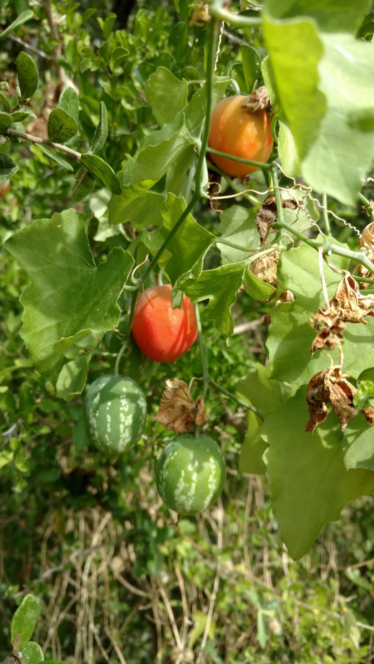 1534870044Balsam-gourd-Ibervillea-lindheimeri-gourd.jpg