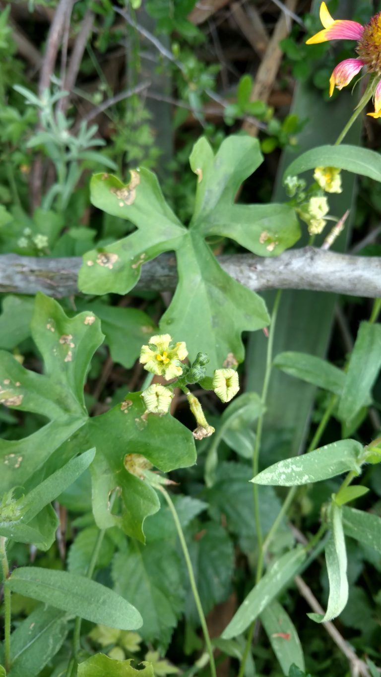 1534870048Balsam-gourd-Ibervillea-lindheimeri-flower.jpg