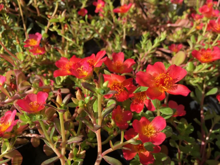 1534941662Purslane-Portulaca-oleracea-detail-flowering-Thousand-Oaks-August-pots.jpg