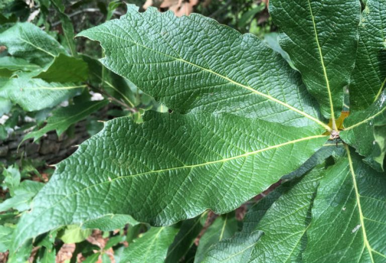 1536240526Oak-Loquat-Quercus-rysophylla-detail-leaf-august-2018-unirrigated-san-antonio-botanical.jpg