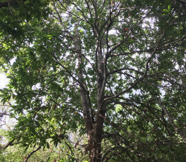 1536240650Loquat-oak-Quercus-rysophylla-form-san-antonio-botanical-september-2018-unirrigated.jpg