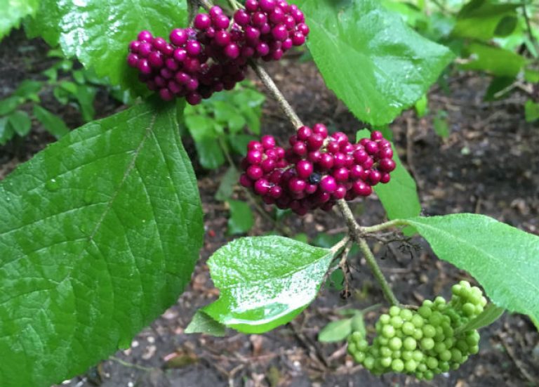 1537476275Beautyberry-black-Callicarpa-acuminata-detail-fruit-september.jpg