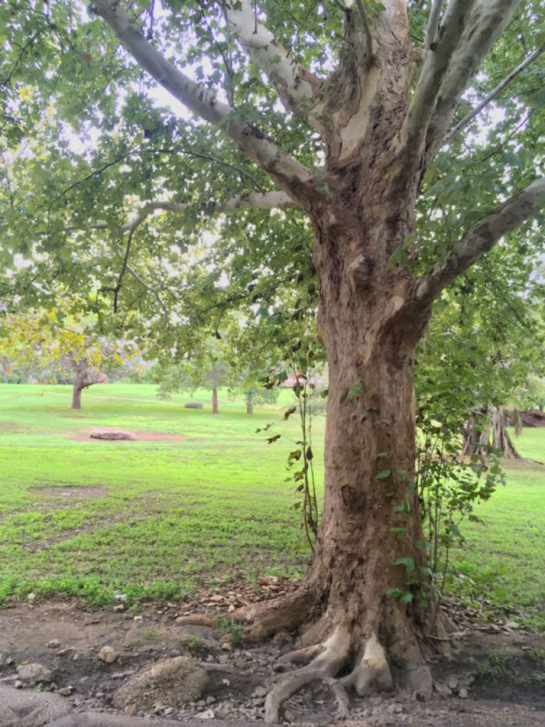 1537561349Sycamore-texas-Platanus-occidentalis-form-trinity-september-2018.jpg