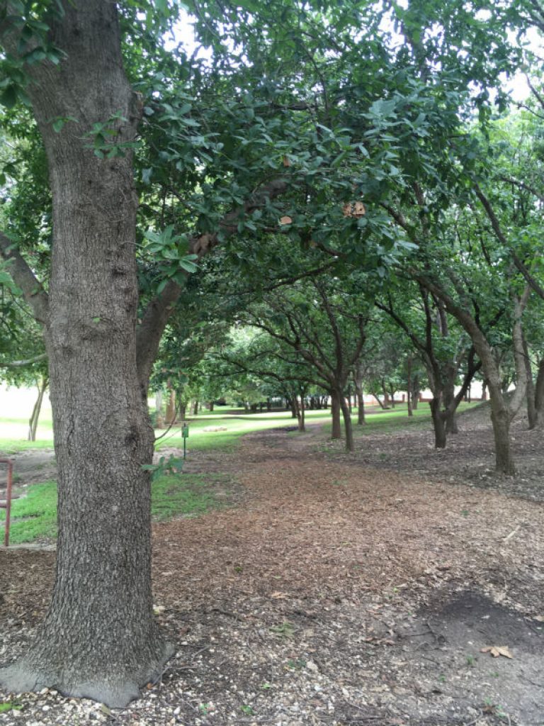 1537823301Oak-loquat-Quercus-rhysophylla-form-trinity-september-2018.jpg