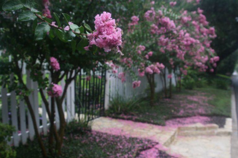 1538595211Crape-myrtle-Lagerstroemia-x-detail-Terrell-Hills-August-bwier.jpg