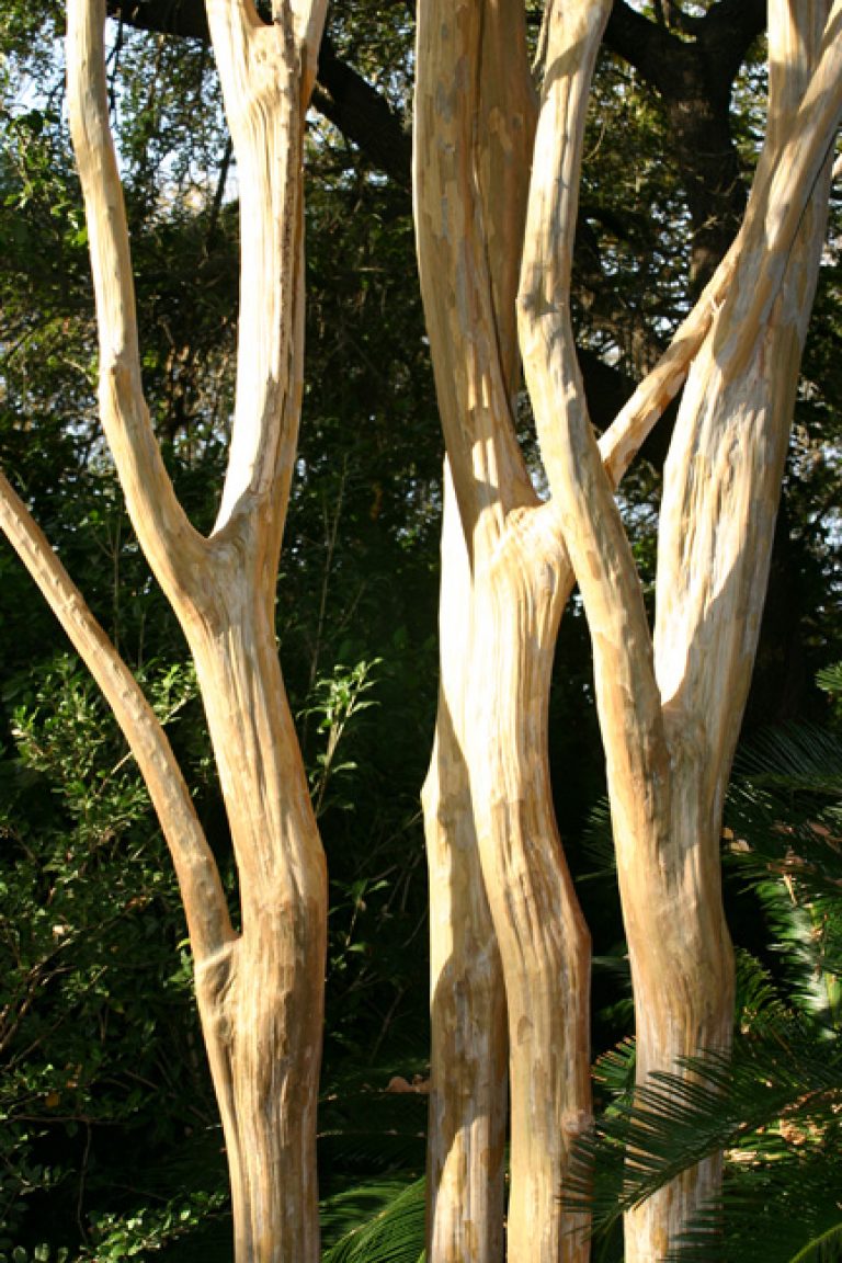 1538595250Crapemyrtle-natchez-lagerstroemia-x-detail-bark.jpg