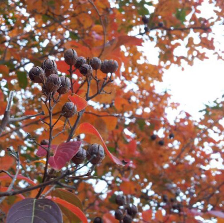 1538595257crepe-myrtle-fall-color.jpg