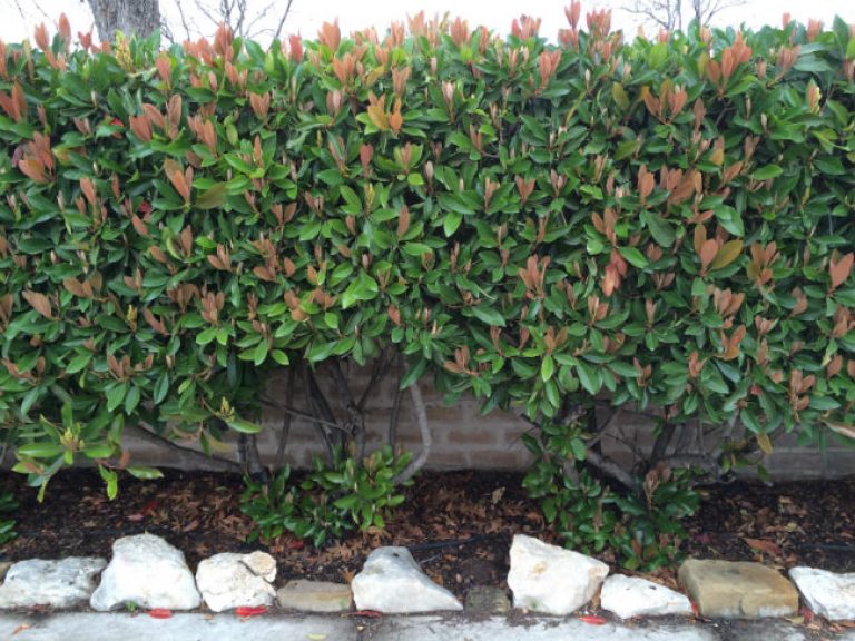 1539101616Phitinia-Chinese-Photinia-serrulata-form-hedged-650.jpg