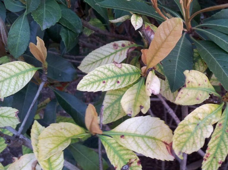 1539101623Photinia-x-detail-entomosporium-leaf-spot.jpg