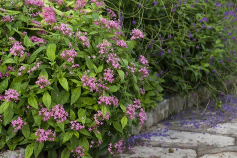 1539880831Pentas-lanceolata-form-SABG-September-2018-Eric-Pohl-650.jpg