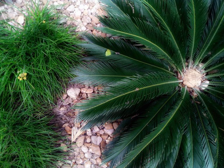 1539881103sago-cycas-revoluta-20130210-detail.jpg