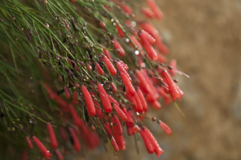 1539892802Firecracker-plant-Russelia-equisetiformis-detail-flowering-Eric-Pohl-650.jpg