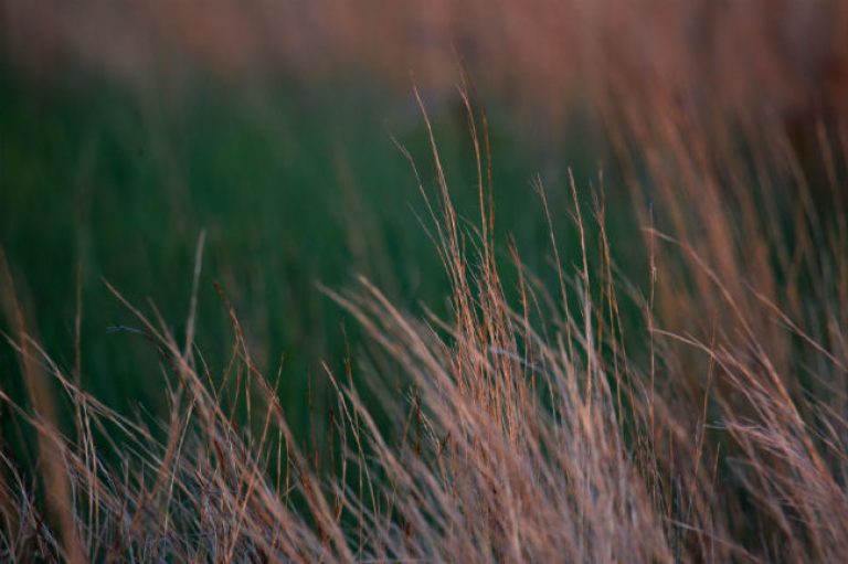 1540213995little-bluestem-Schizachyrium-scoparium-detail-Attwater-prairie-july-2017-brad-wier.jpg