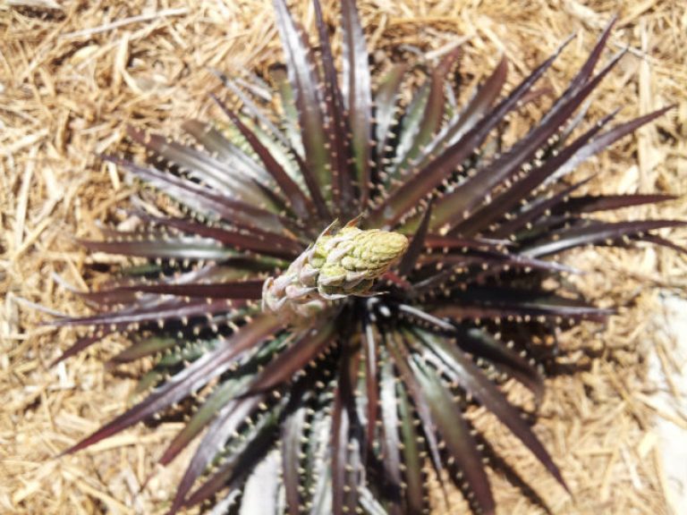 1540220741Dyckia-spp-detail-flowering-650.jpg