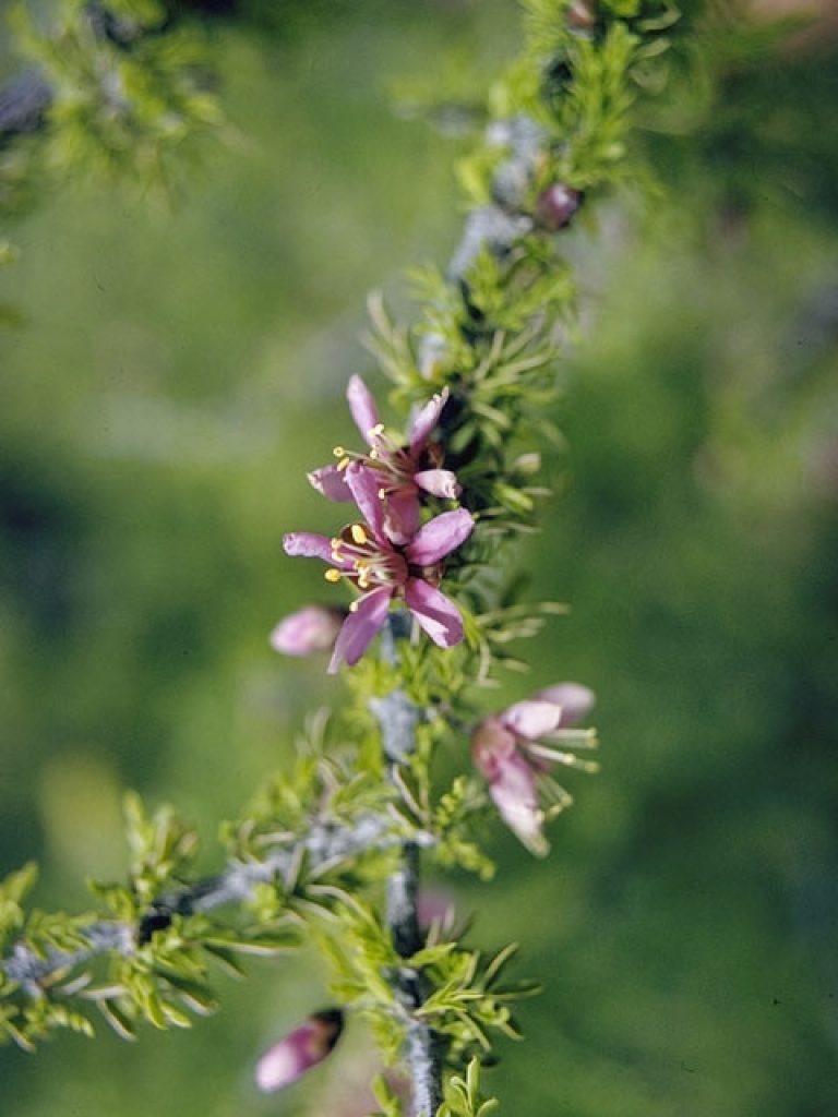 1540226723Guayacan-Porleria-angustifolia-detail-flowering-NPIN-Loughmiller-Campbell-Lynn-PCD3458_IMG0099.JPG