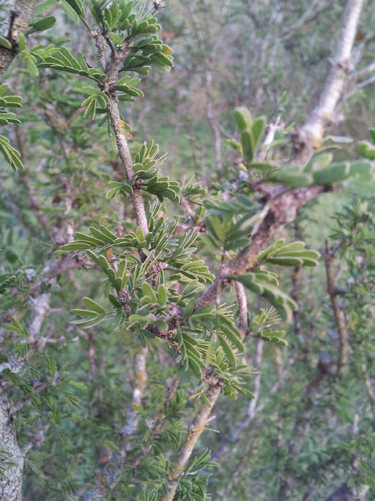 1540226734Guayacan-Porlieria-angustifolia-detail.jpg