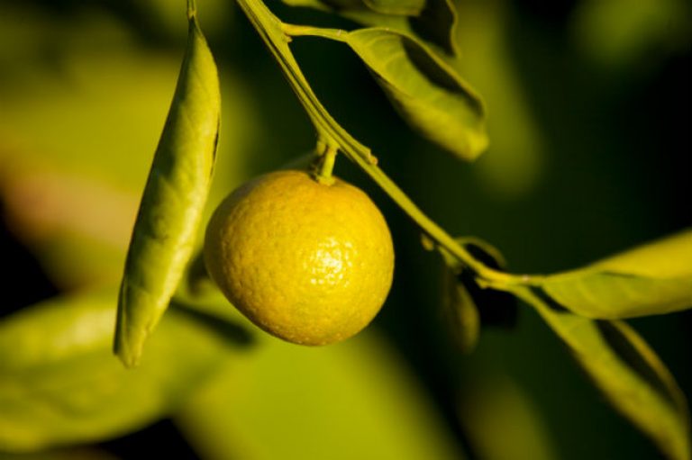 1542116205Lemon-Meyer-Citrus-x-meyeri-detail-fruit-IMG_6188.jpg