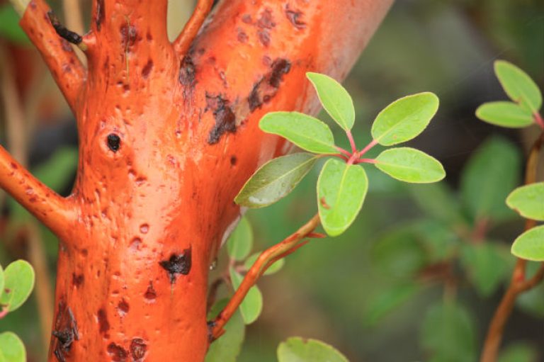 1542291302madrone-Arbutus-texensis-detail-bark-and-leaf-650.jpg