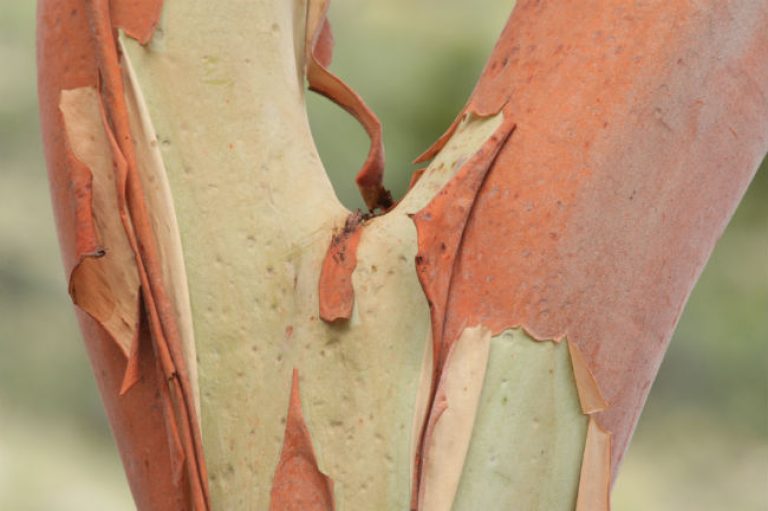 1542291314Madrone-Arbutus-texensis-detail-650-brad-wier.jpg