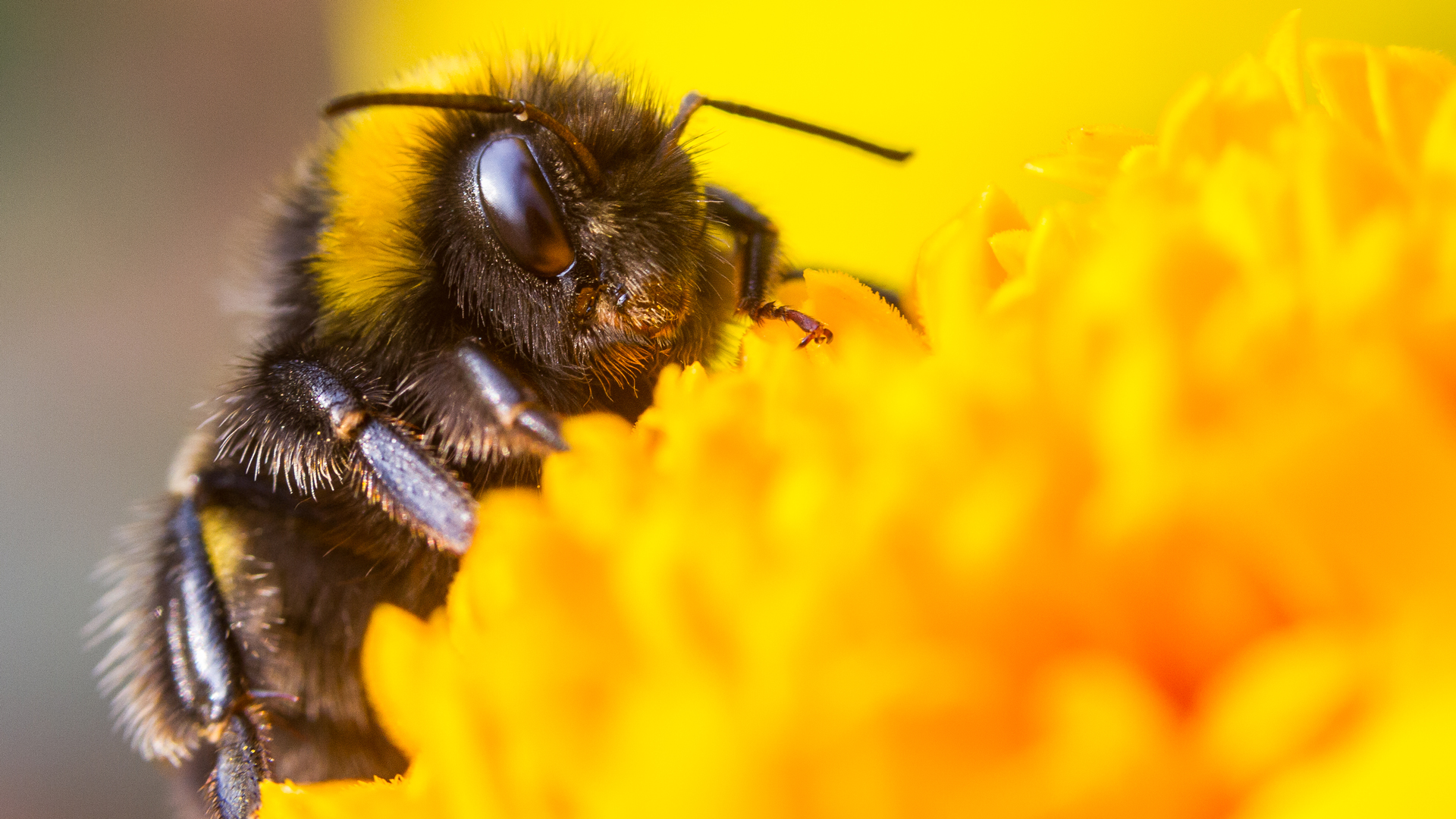 The Glorious Garden: A Chat with Ms. Bee - Garden Style San Antonio