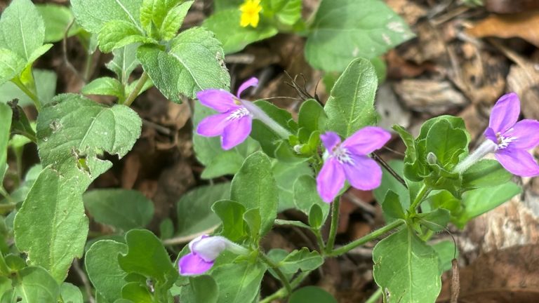 Purple Gregg tubetongue flowers unwatered in a full-sun landscape in autumn