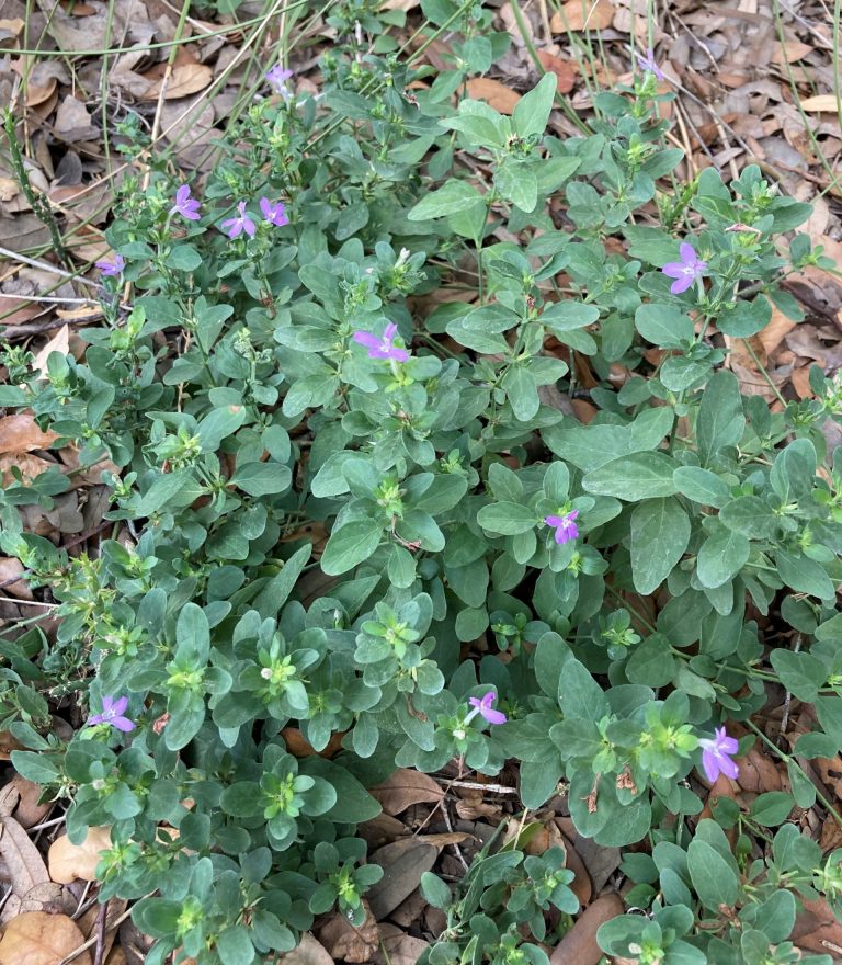 Gregg honeysuckle showing purple flowers and a low growing form.