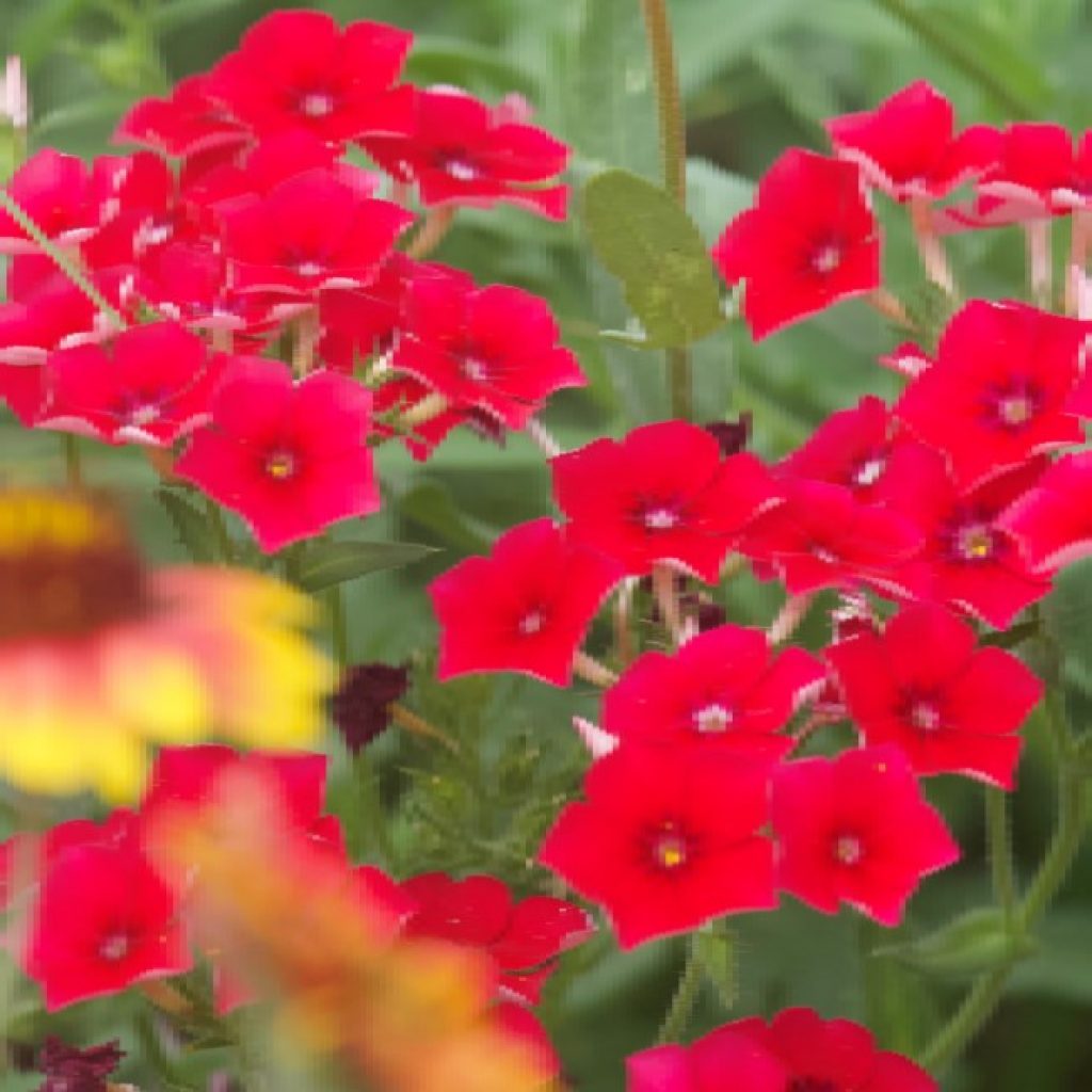 Red annual phlox