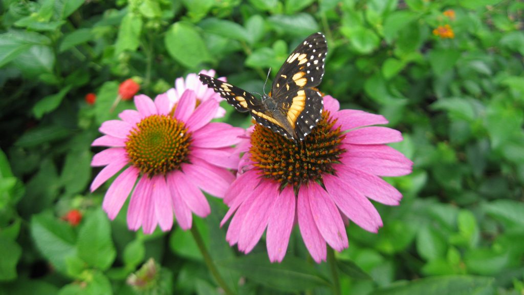 This beautiful and dainty bordered patch butterfly (Chlosine lacinia) can’t resist the lure and bold color of a purple coneflower (Echinacea purpurea) in this springtime landscape. Bordered patch butterflies are one of the first to emerge in warm weather and visit a wide variety of both cultivated and wildflowers.