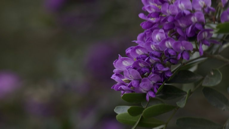 image of Texas Mountain laurel flowering