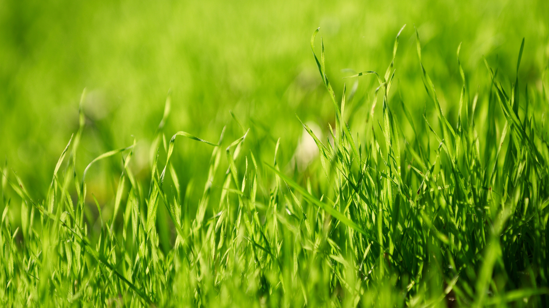 Winter Lawns Gone a-Rye - Garden Style San Antonio