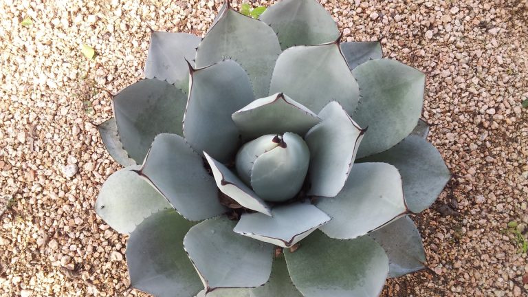 Artichoke agave leaves form symmetrical rosette.